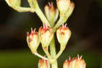 Coastal false asphodel